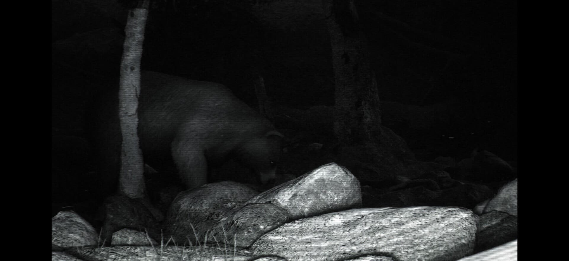 TRAILCAM
